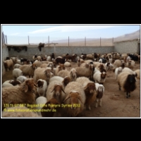 17676 07 087 Bagdad Cafe Palmyra Syrien 2011.jpg